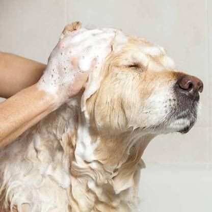 Anti-Itch Dog Shampoo-Ditch to Itch 300ml Pack of 2